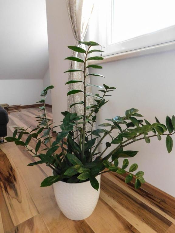 Apartman Lara u Otočcu — Dnevni boravak